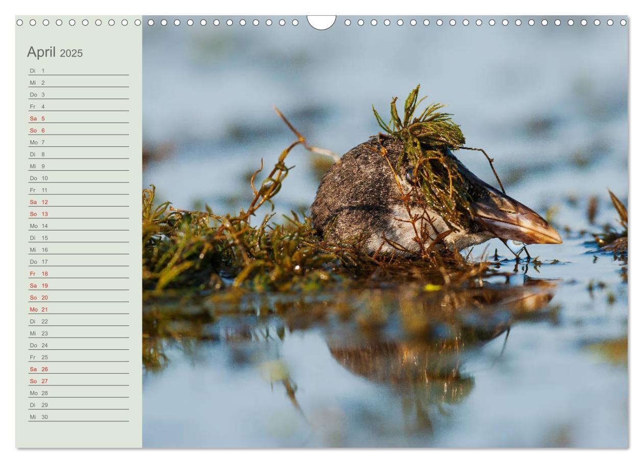 Bild: 9783435116911 | Donaudelta - Tierparadies am Schwarzen Meer (Wandkalender 2025 DIN...