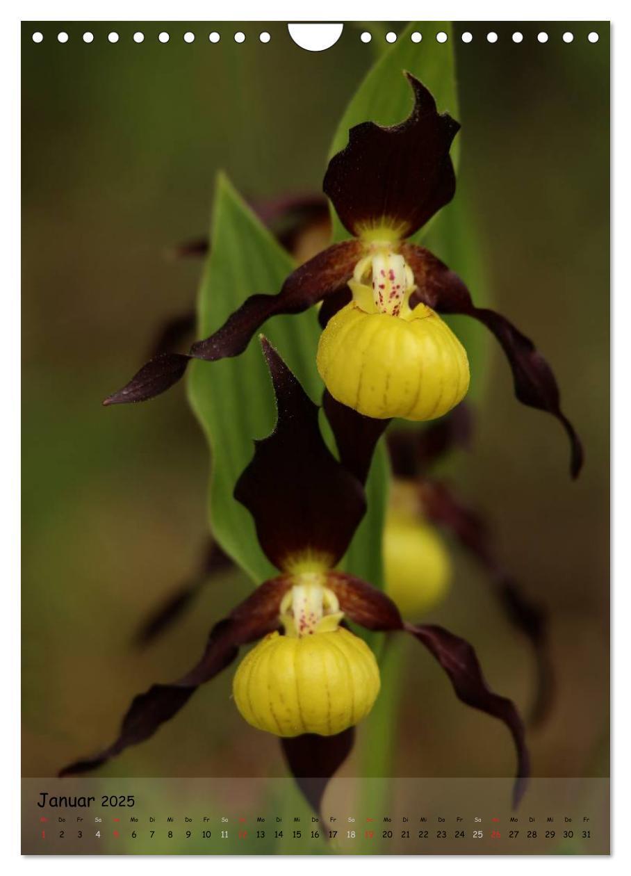 Bild: 9783457007082 | Juwelen der Natur - Ein Orchideensommer (Wandkalender 2025 DIN A4...