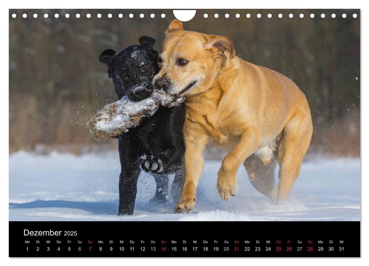 Bild: 9783435761692 | Labrador Retriever 2025 (Wandkalender 2025 DIN A4 quer), CALVENDO...