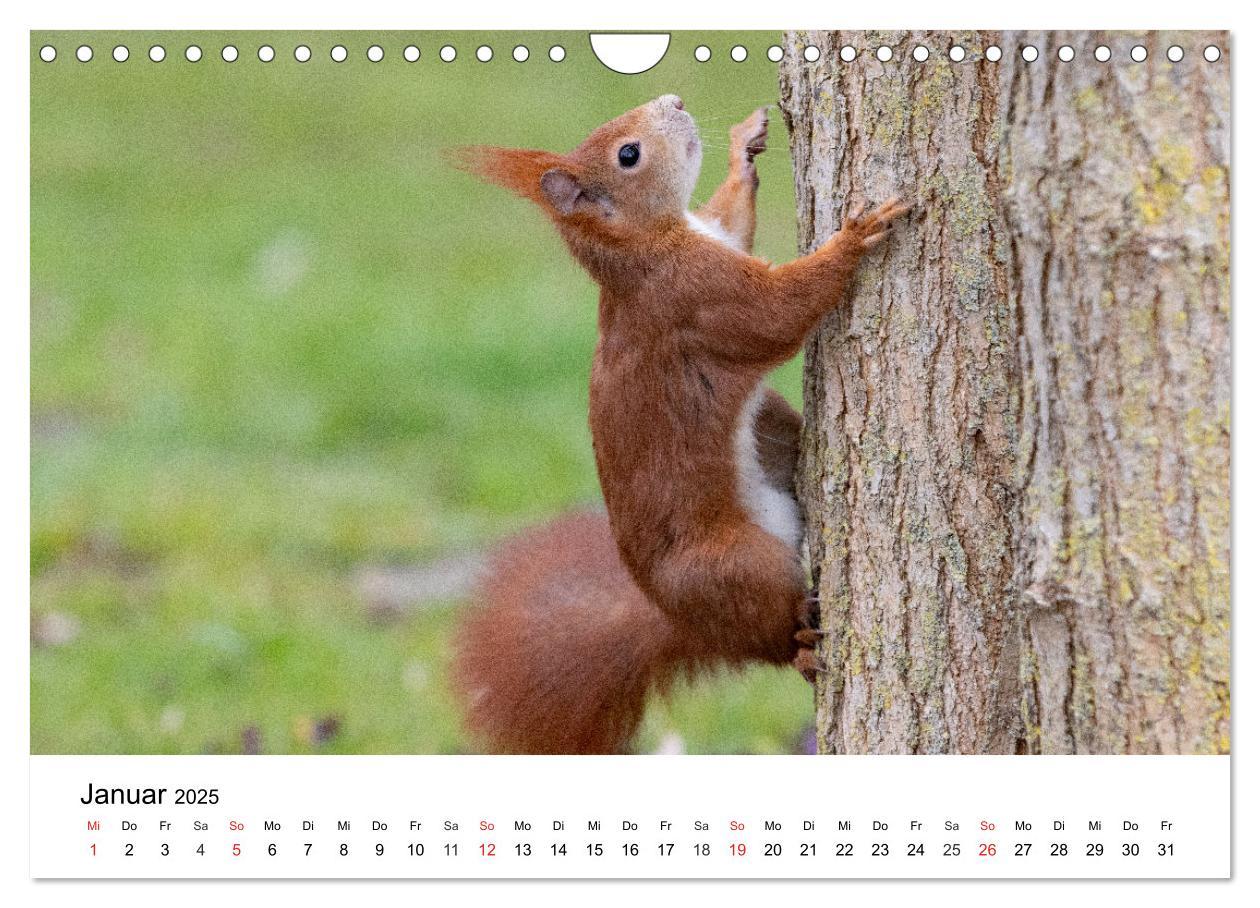 Bild: 9783435584390 | Eichhörnchen - Kleine Kobolde im Roten Pelz (Wandkalender 2025 DIN...