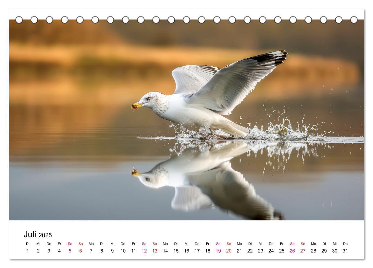 Bild: 9783457162484 | Maritim pur - Möwen (Tischkalender 2025 DIN A5 quer), CALVENDO...