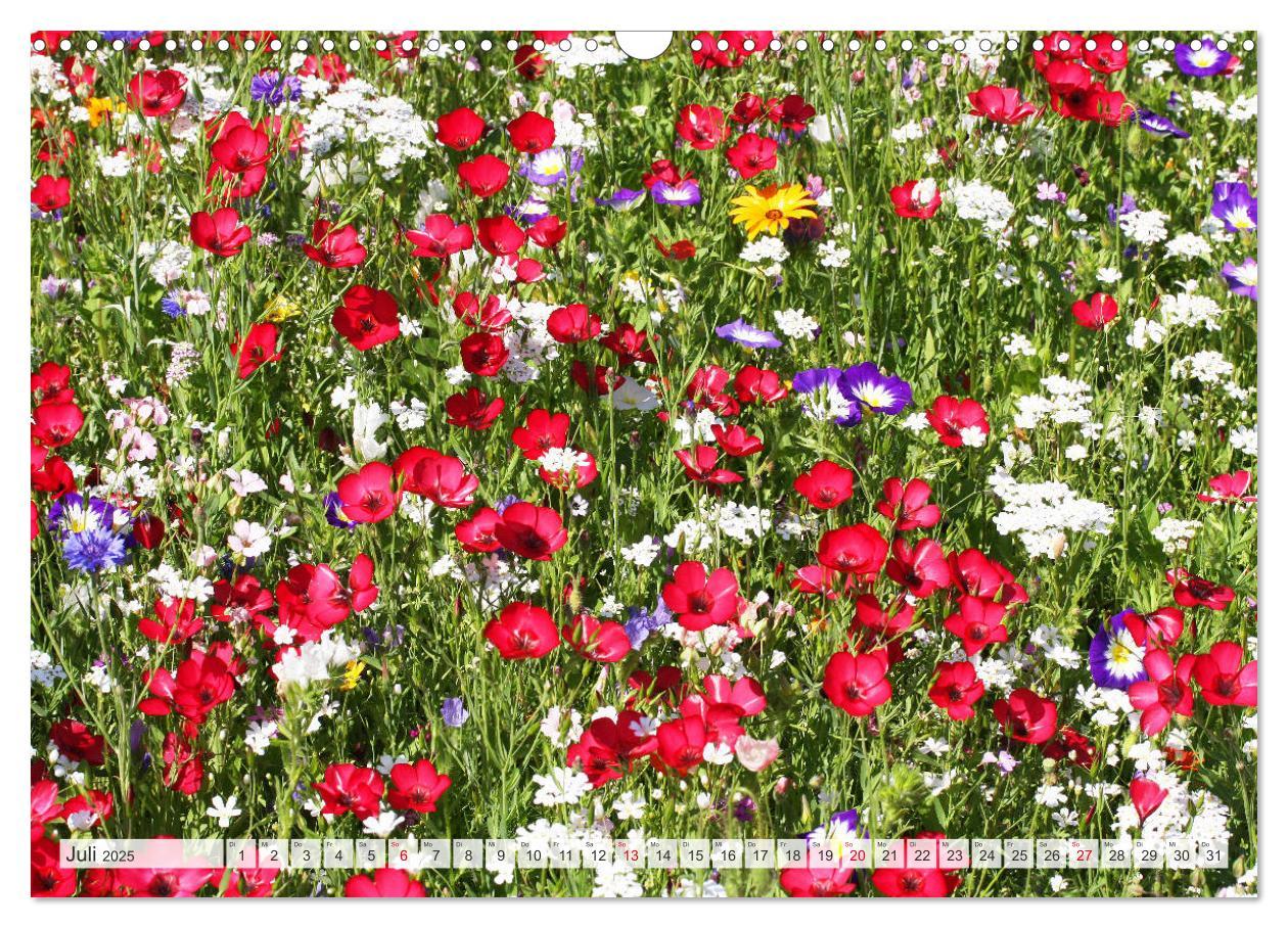 Bild: 9783435724239 | Roter Glanz Blütenpracht (Wandkalender 2025 DIN A3 quer), CALVENDO...