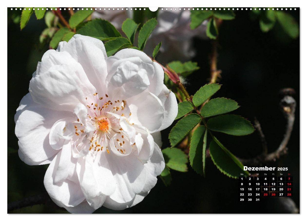 Bild: 9783435233250 | Magie der Rosen (hochwertiger Premium Wandkalender 2025 DIN A2...