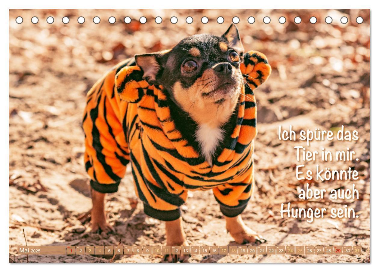 Bild: 9783457199879 | Chihuahua: Kleine Hunde, aber oho (Tischkalender 2025 DIN A5 quer),...