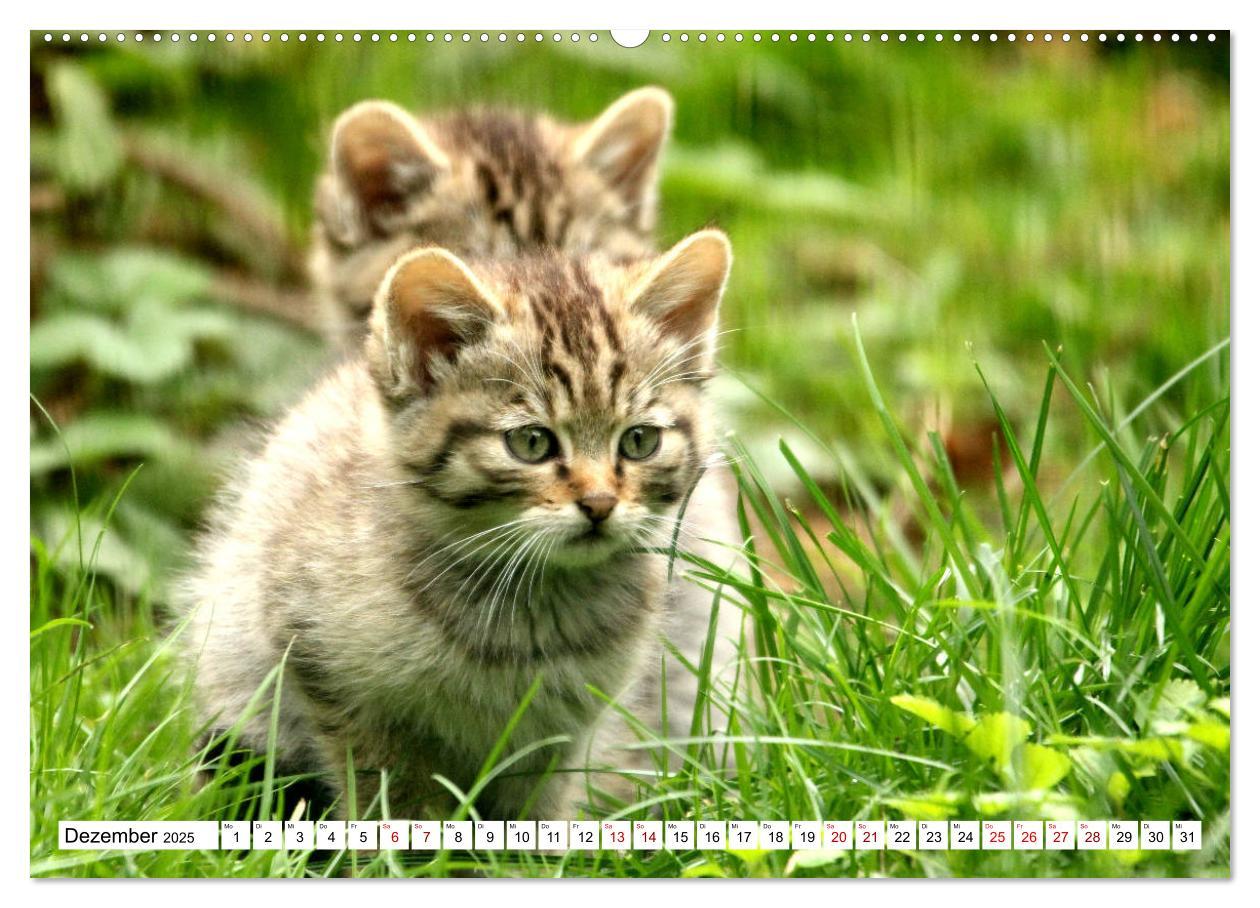 Bild: 9783435413843 | Wildkatzen - Die lautlosen Jäger des Waldes (Wandkalender 2025 DIN...