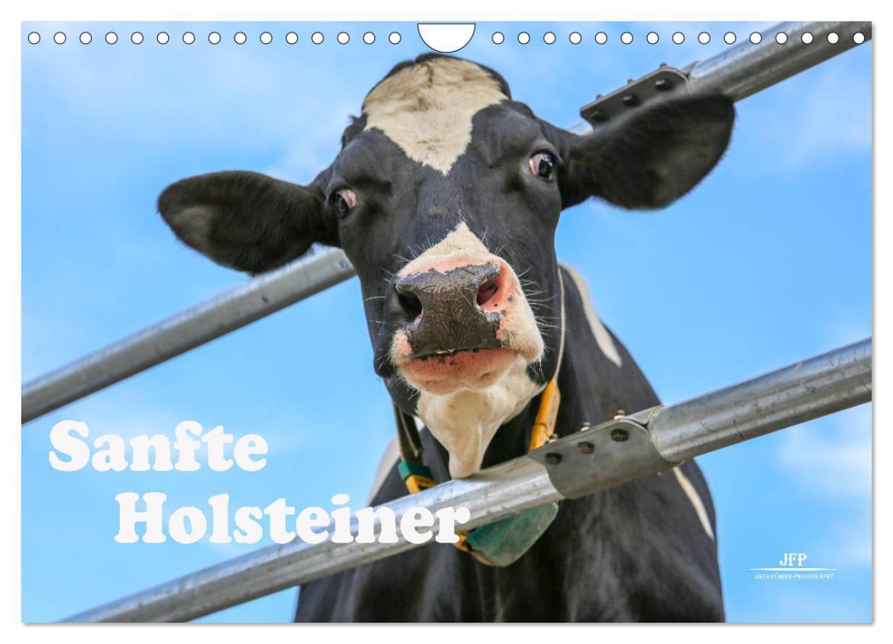 Cover: 9783435332373 | Sanfte Holsteiner (Wandkalender 2025 DIN A4 quer), CALVENDO...