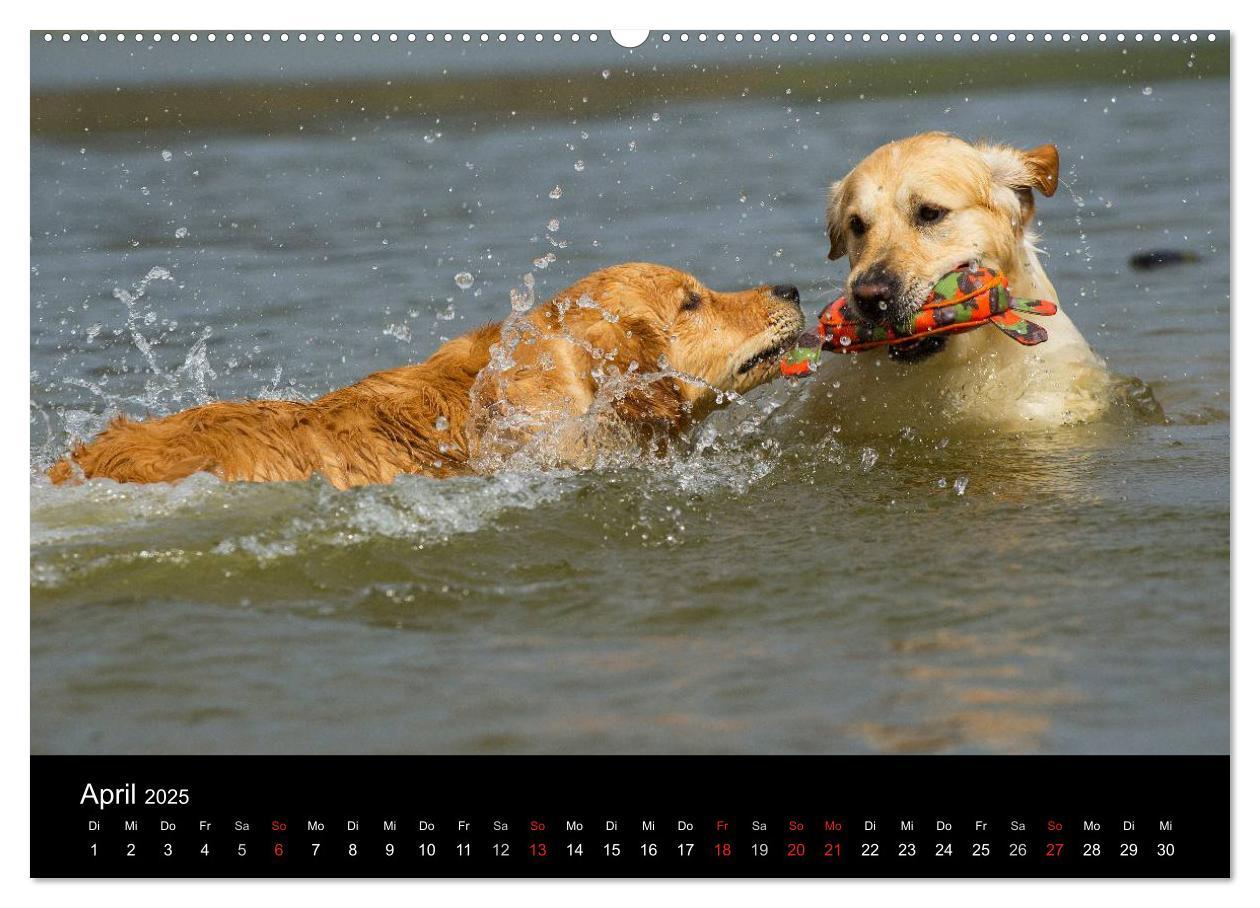 Bild: 9783435797387 | Golden Retriever - Ein Herz auf 4 Pfoten (hochwertiger Premium...