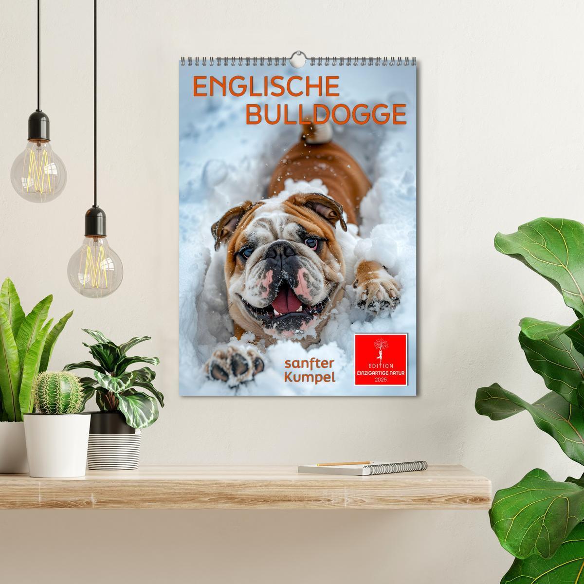 Bild: 9783457175699 | Englische Bulldogge - sanfter Kumpel (Wandkalender 2025 DIN A3...