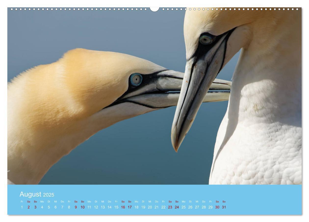 Bild: 9783457207581 | Basstölpel auf Helgoland - von Ostfriesenfotografie (Wandkalender...