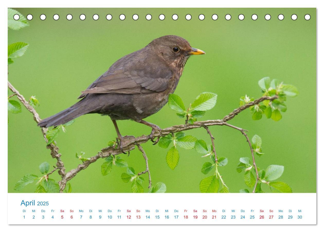 Bild: 9783435458363 | Singvögel - 12 Arten im Garten (Tischkalender 2025 DIN A5 quer),...