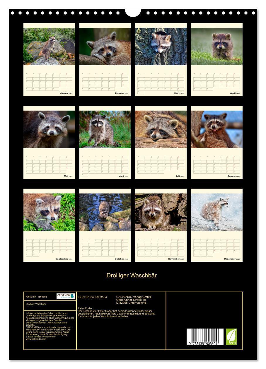 Bild: 9783435903504 | Drolliger Waschbär (Wandkalender 2025 DIN A3 hoch), CALVENDO...