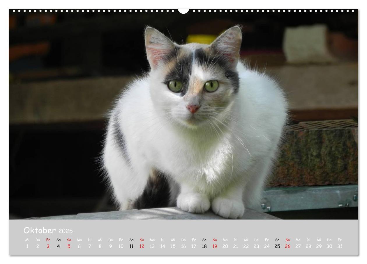 Bild: 9783435784752 | Katzen des Südens (hochwertiger Premium Wandkalender 2025 DIN A2...