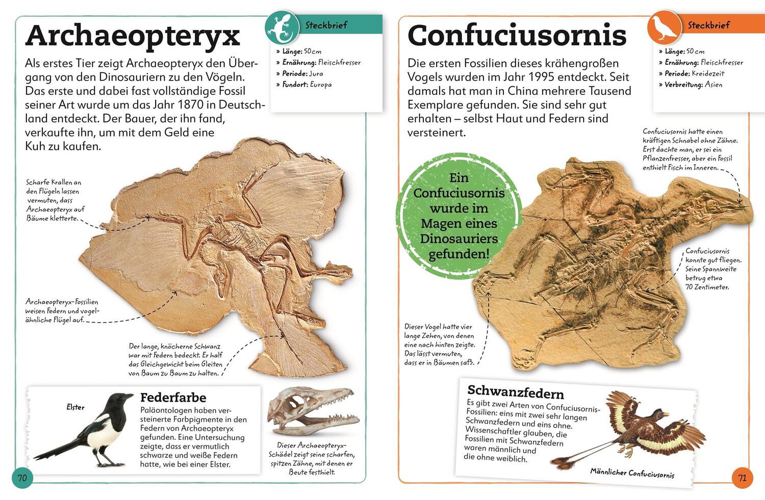 Bild: 9783831044610 | Fossilien | Entdecke die Schätze der Urzeit | Dean Lomax | Buch | 2022