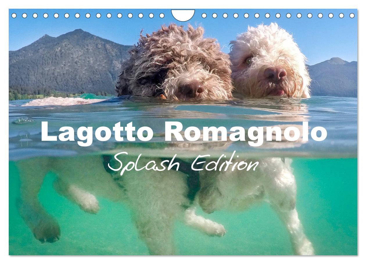 Cover: 9781325940905 | Lagotto Romagnolo Splash Edition (Wall Calendar 2025 DIN A4...