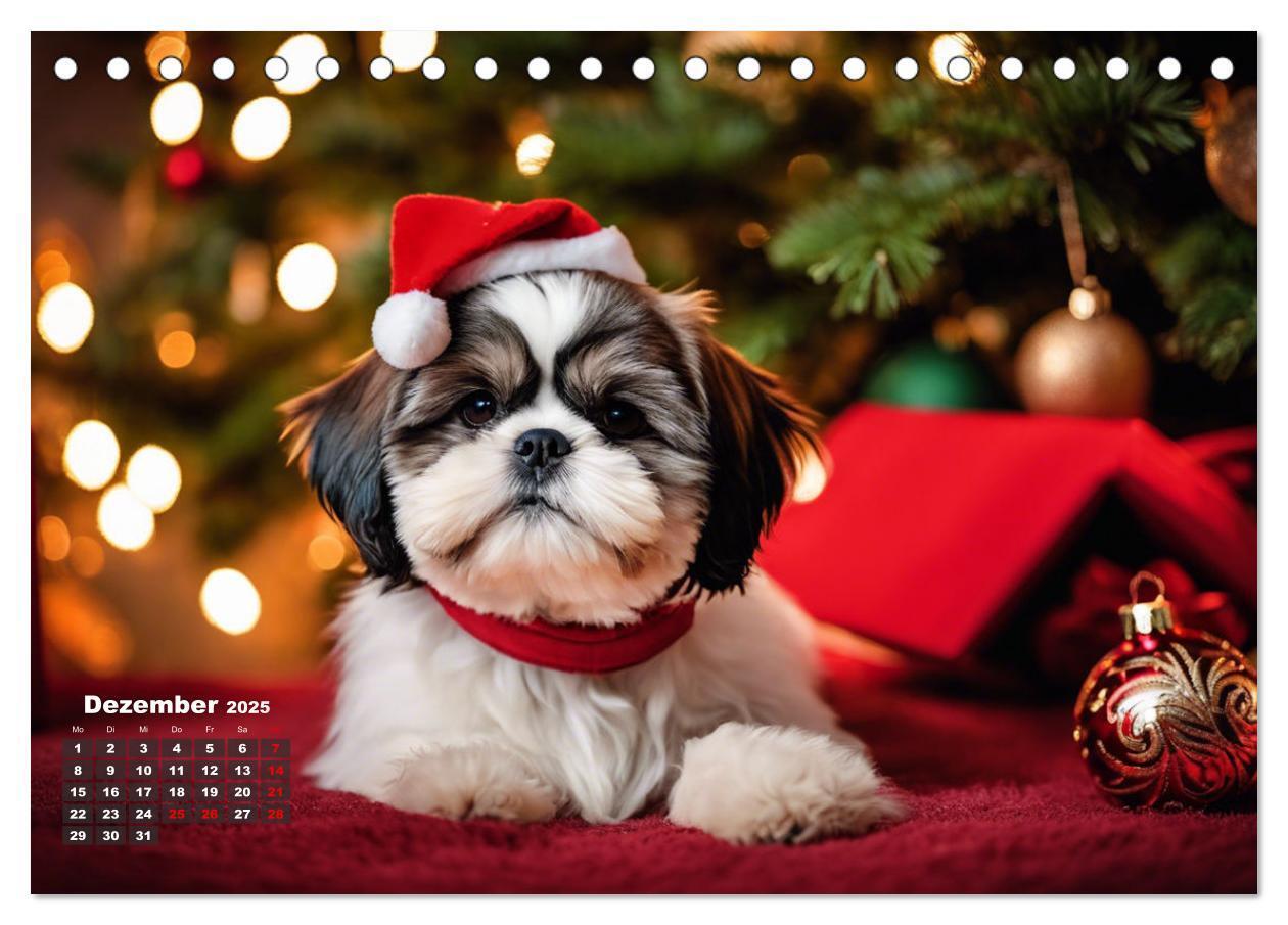 Bild: 9783435647279 | Shih Tzu - der wuschelige Hund aus Tibet (Tischkalender 2025 DIN A5...