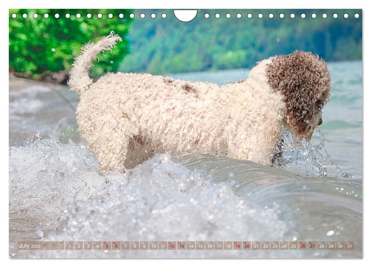 Bild: 9781325940905 | Lagotto Romagnolo Splash Edition (Wall Calendar 2025 DIN A4...