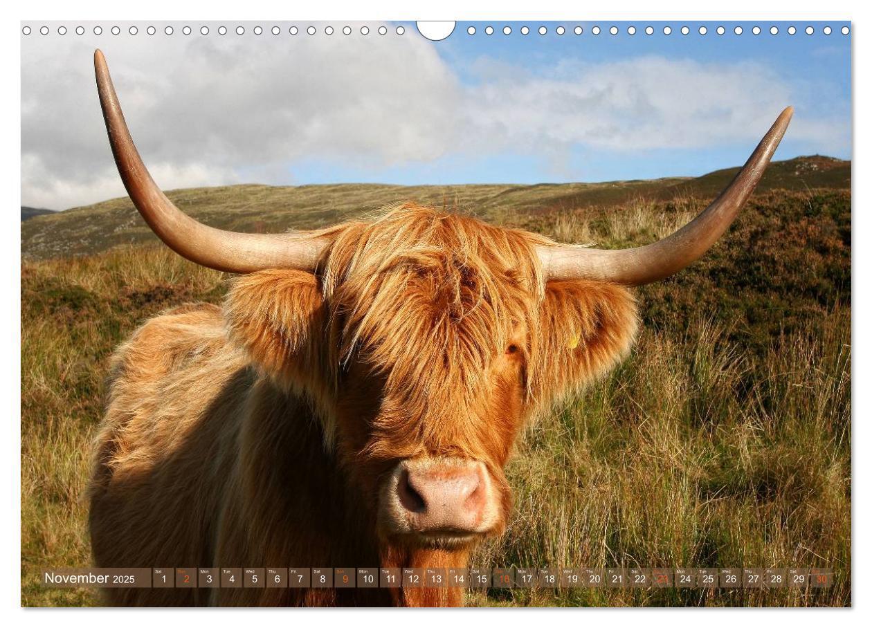 Bild: 9781325994229 | Highland Cattle - Native Breed of Scotland (Wall Calendar 2025 DIN...