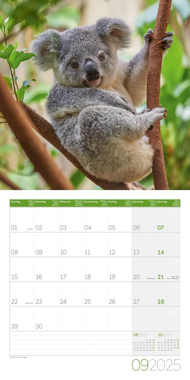 Bild: 9783838445229 | Koalas Kalender 2025 - 30x30 | Ackermann Kunstverlag | Kalender | 2025