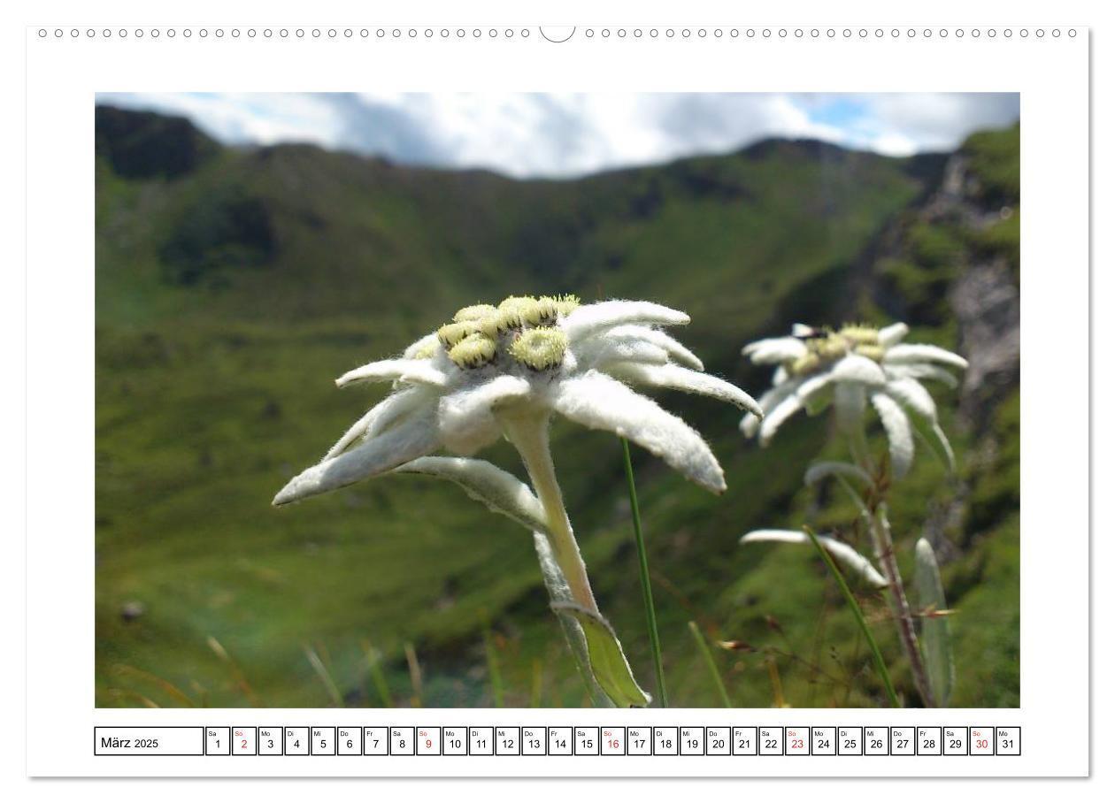 Bild: 9783435598649 | Alpenblumen. Bunte Welt in luftiger Höhe (Wandkalender 2025 DIN A2...