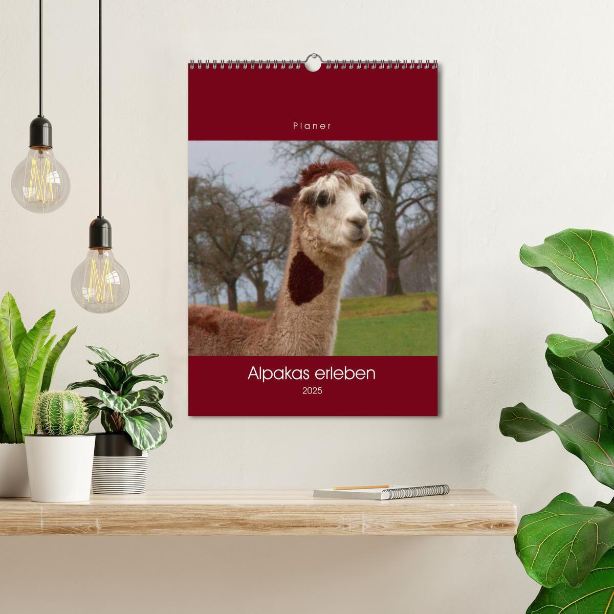 Bild: 9783435962372 | Alpakas erleben (Wandkalender 2025 DIN A3 hoch), CALVENDO...