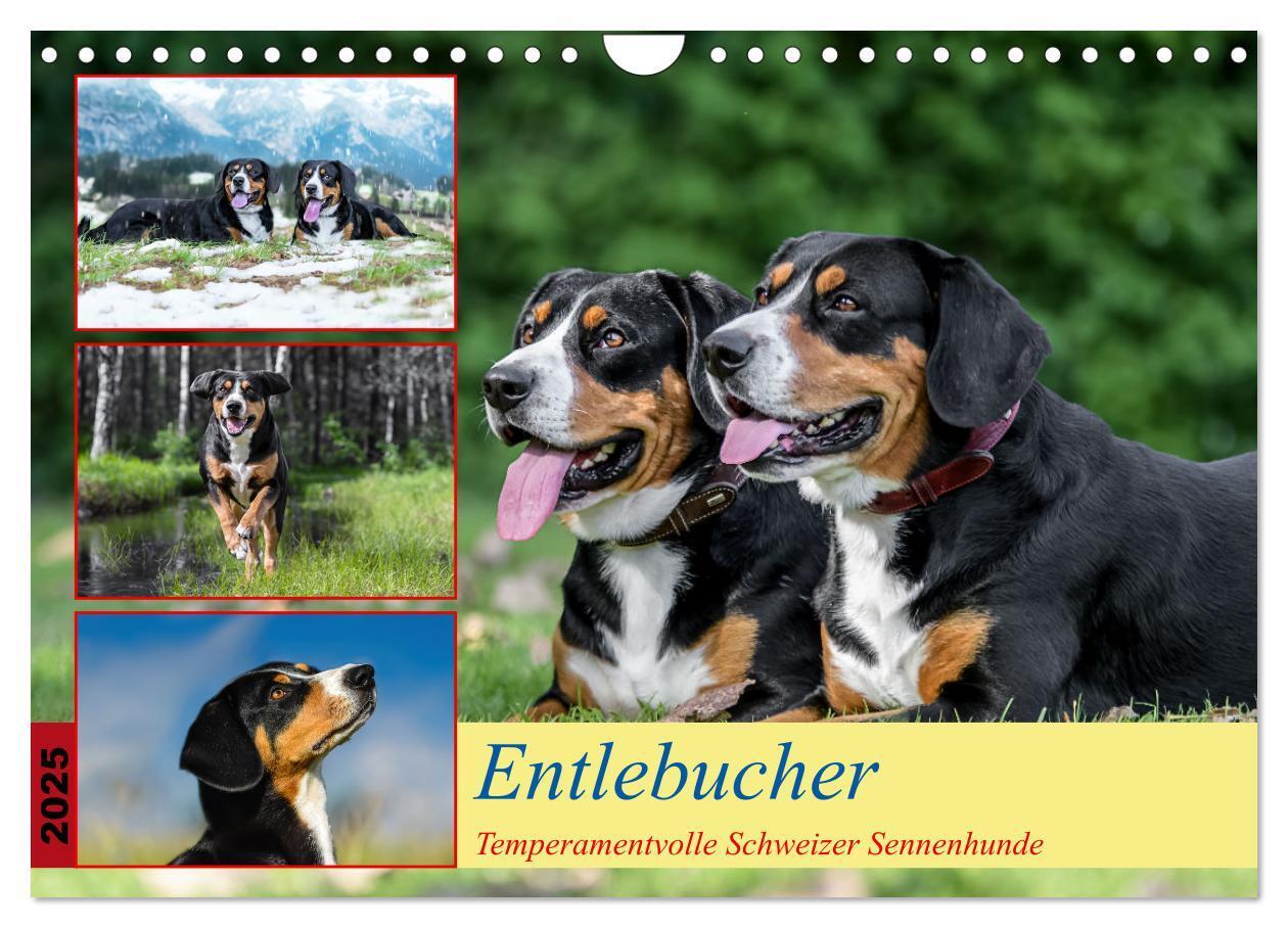 Cover: 9783457198957 | Entlebucher - Temperamentvolle Schweizer Sennenhunde (Wandkalender...