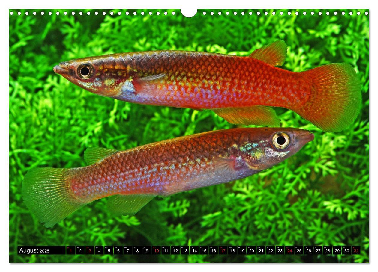 Bild: 9783435521715 | Bunte Fische der Welt - Killifische (Wandkalender 2025 DIN A3...