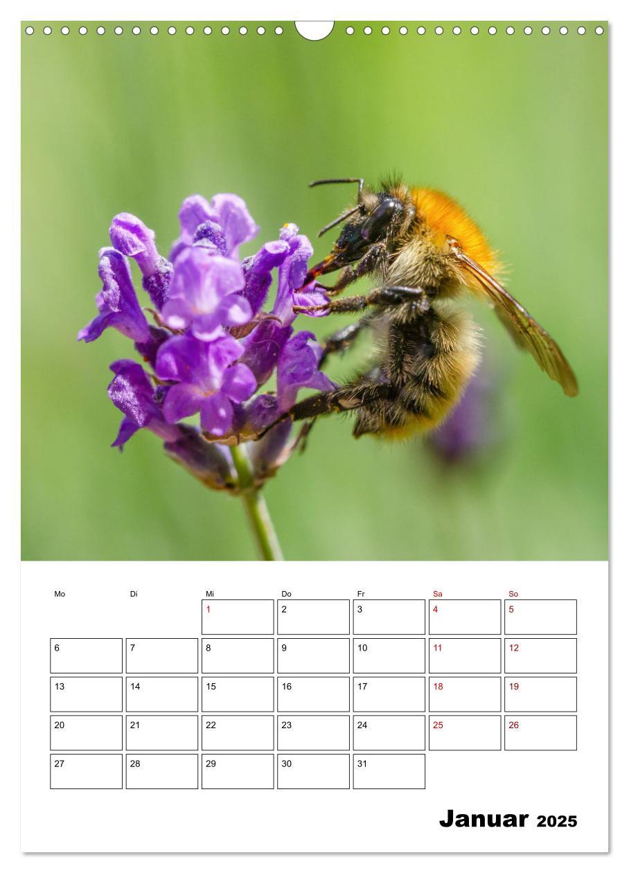 Bild: 9783435879168 | Hummeln und Bienen Terminplaner (Wandkalender 2025 DIN A3 hoch),...