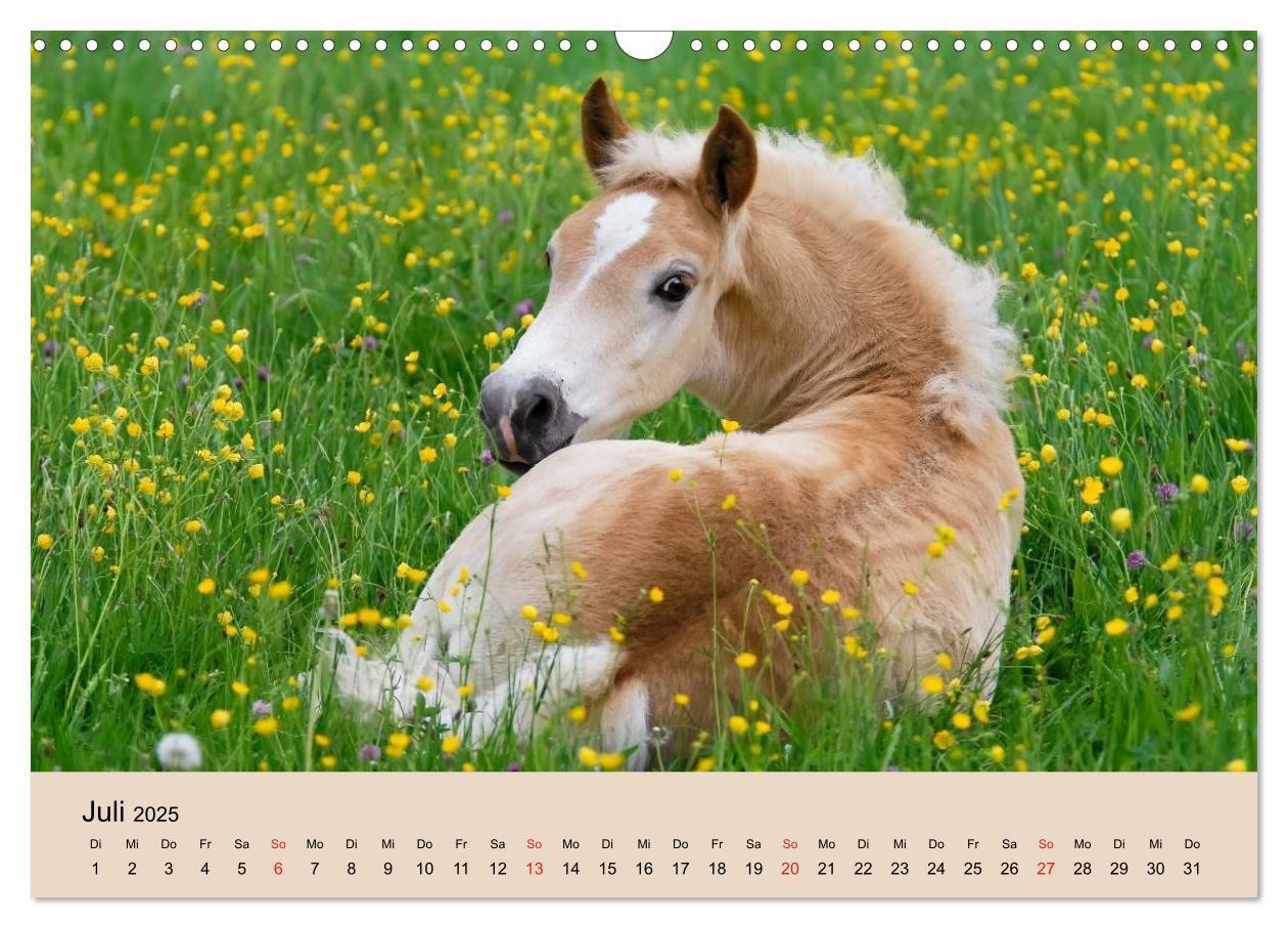 Bild: 9783435786213 | Haflinger Fohlen (Wandkalender 2025 DIN A3 quer), CALVENDO...