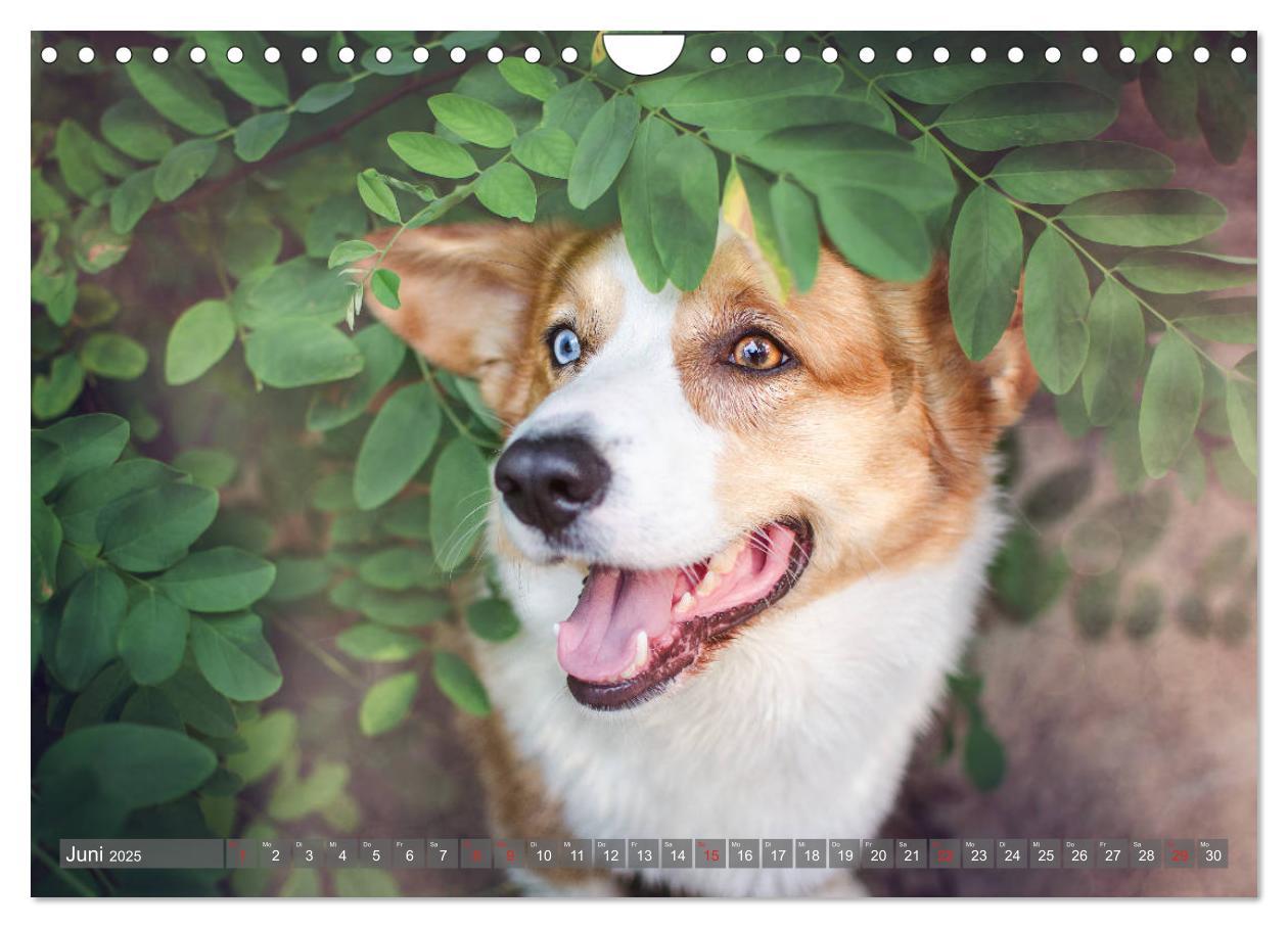 Bild: 9783435118861 | Welsh Corgi - Der Kobold unter den Hunden (Wandkalender 2025 DIN A4...