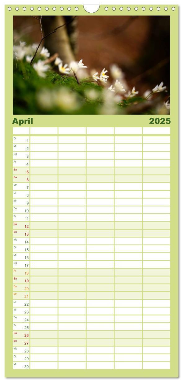 Bild: 9783457117453 | Familienplaner 2025 - Mysterium Wald mit 5 Spalten (Wandkalender,...