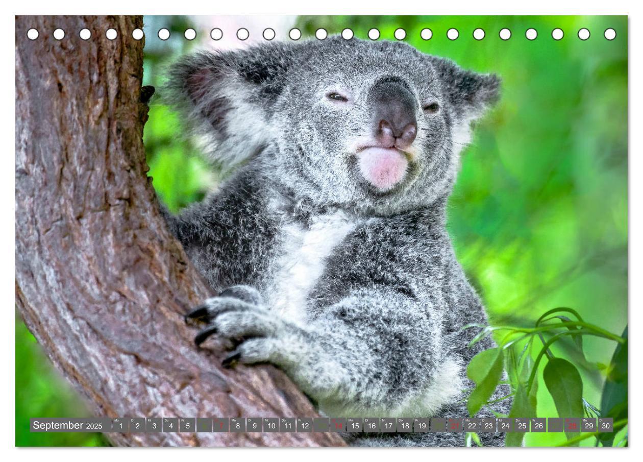 Bild: 9783435159741 | Koalas - Kuscheliges Symbol Australiens (Tischkalender 2025 DIN A5...