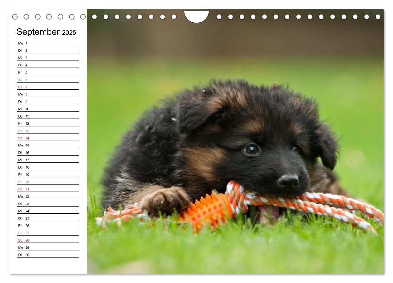 Bild: 9783435474912 | Deutscher Schäferhund - Welpen (Wandkalender 2025 DIN A4 quer),...