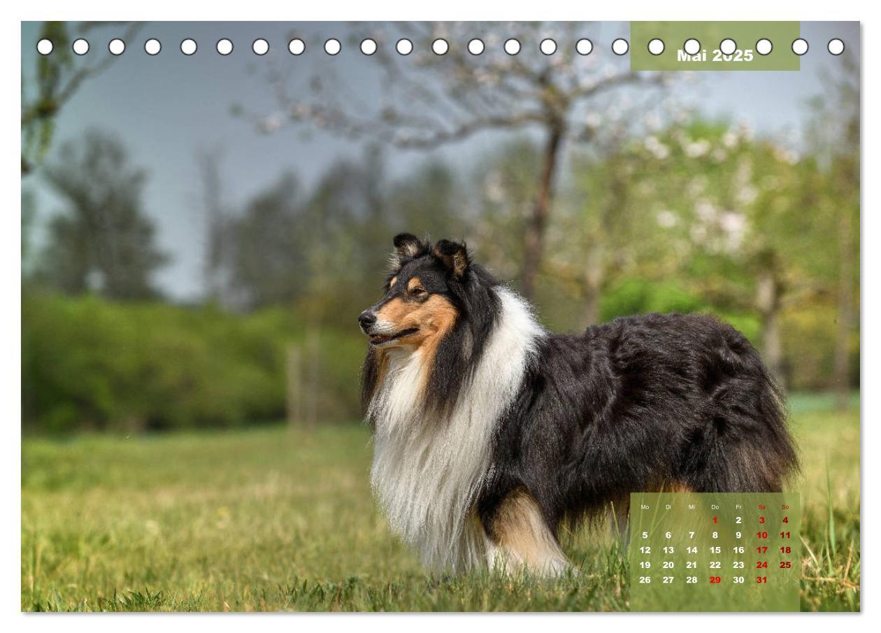 Bild: 9783435110179 | Typisch Collie (Tischkalender 2025 DIN A5 quer), CALVENDO...