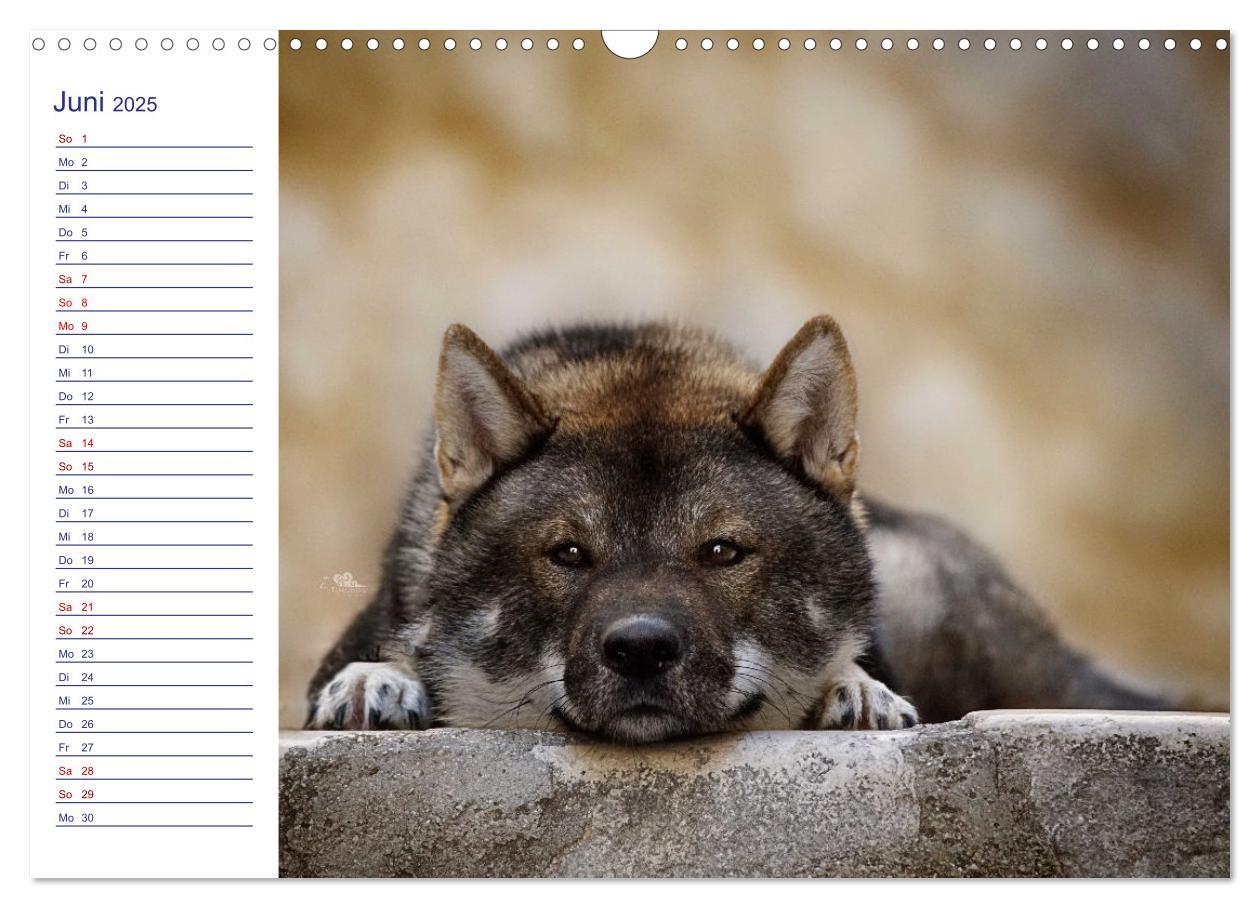 Bild: 9783435101900 | Japans Seelenhunde (Wandkalender 2025 DIN A3 quer), CALVENDO...