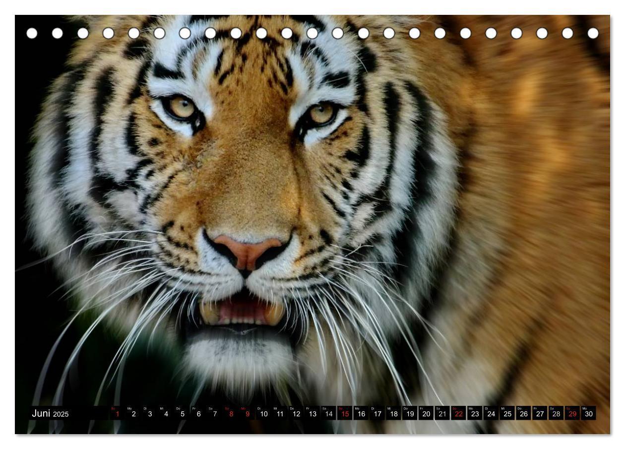 Bild: 9783435832361 | Tiger - die leisen Jäger des Dschungels (Tischkalender 2025 DIN A5...