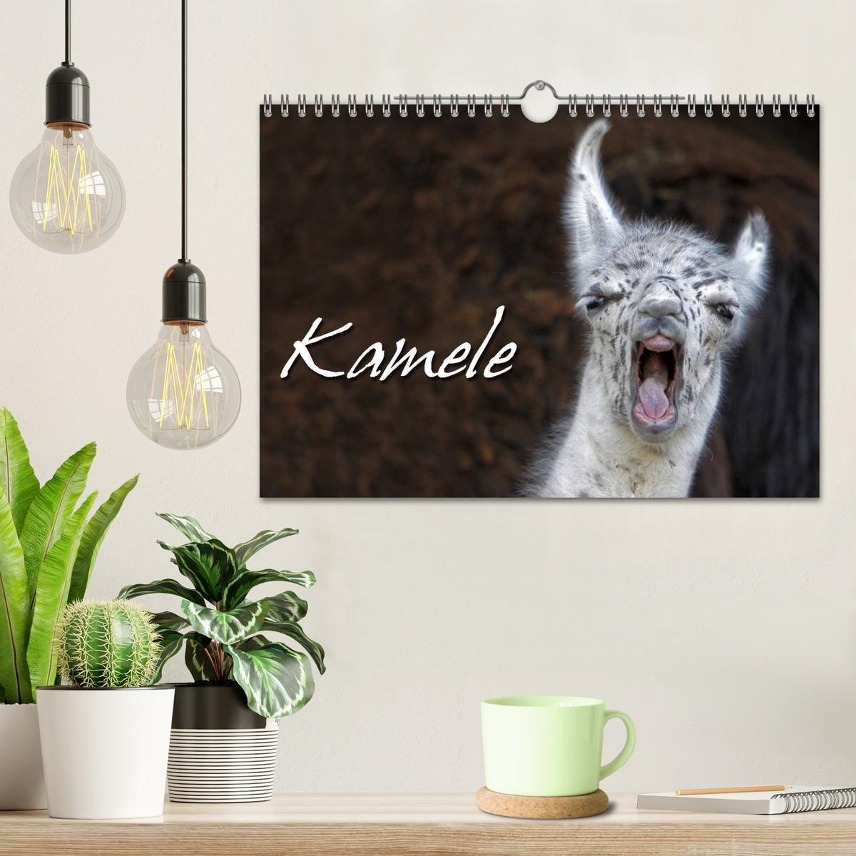 Bild: 9783435785742 | Kamele (Wandkalender 2025 DIN A4 quer), CALVENDO Monatskalender | Berg