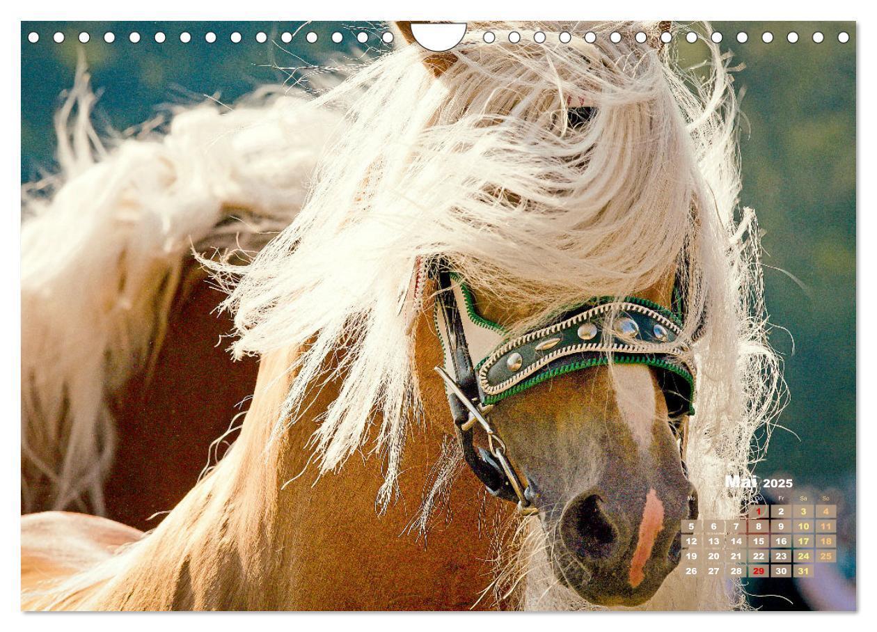 Bild: 9783457184974 | Haflinger: Die blonden Pferde von der Alm (Wandkalender 2025 DIN A4...