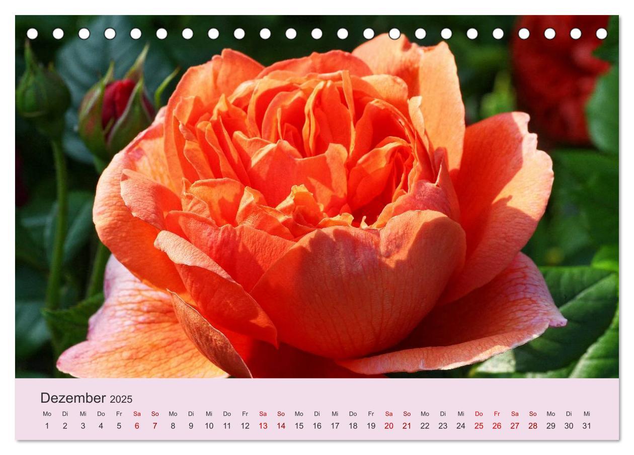 Bild: 9783435452309 | Rosen Reigen im Garten (Tischkalender 2025 DIN A5 quer), CALVENDO...