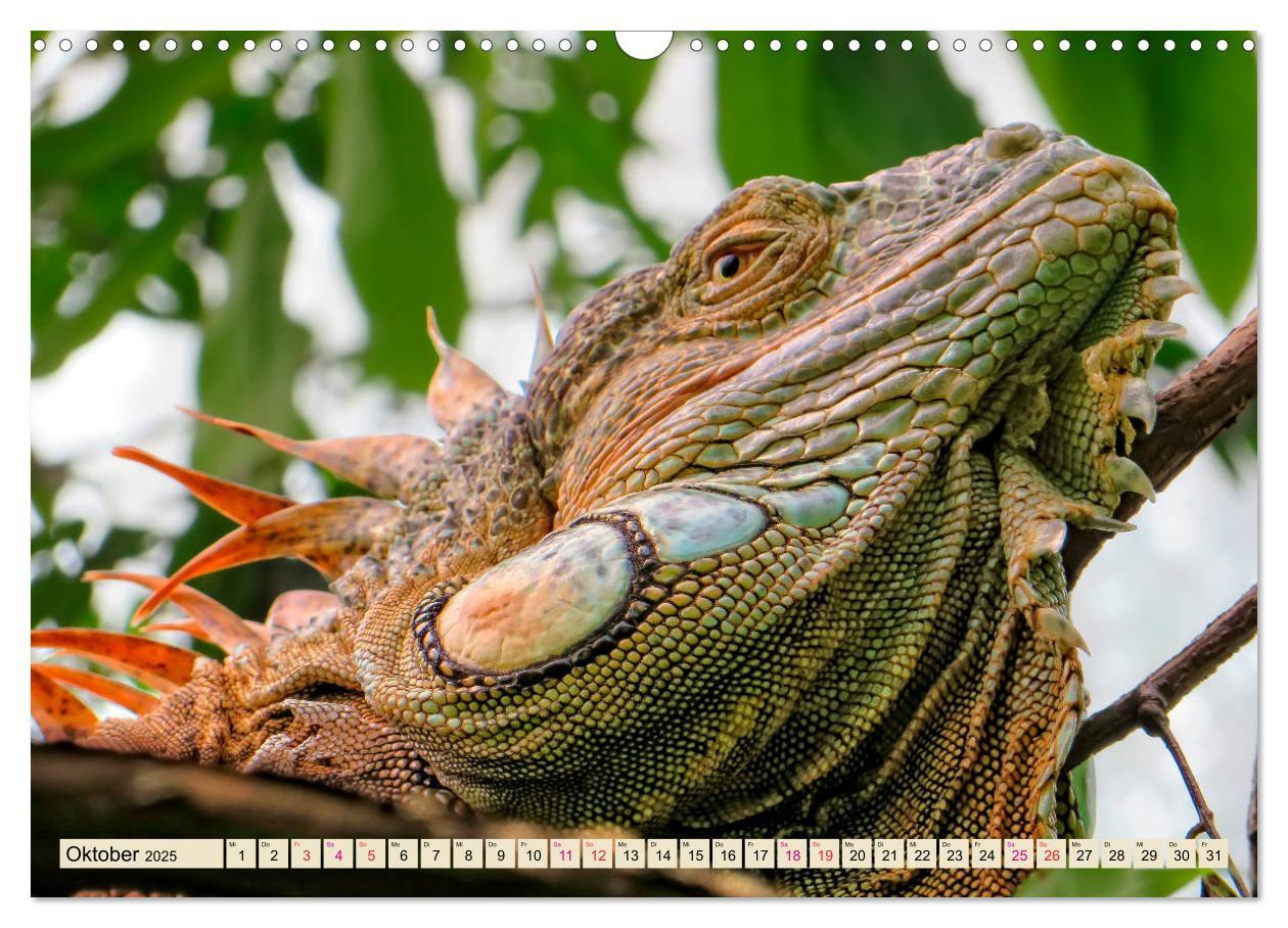 Bild: 9783435335527 | Wunderschöner Leguan (Wandkalender 2025 DIN A3 quer), CALVENDO...