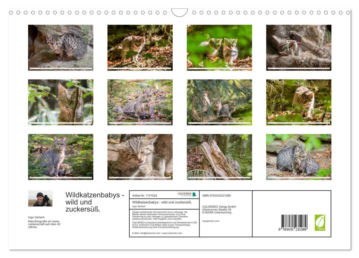 Bild: 9783435231089 | Wildkatzenbabys - wild und zuckersüß. (Wandkalender 2025 DIN A3...