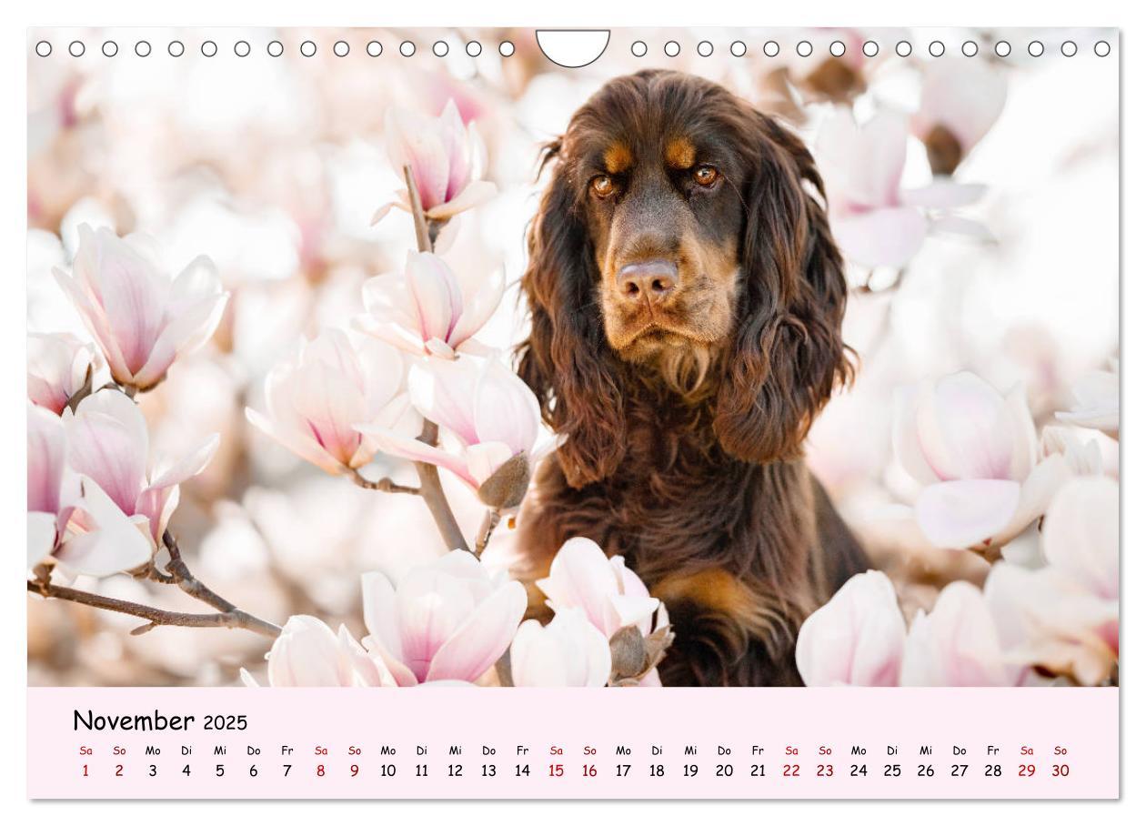 Bild: 9783435137305 | Elvis ein Engl. Cocker Spaniel wird Groß (Wandkalender 2025 DIN A4...