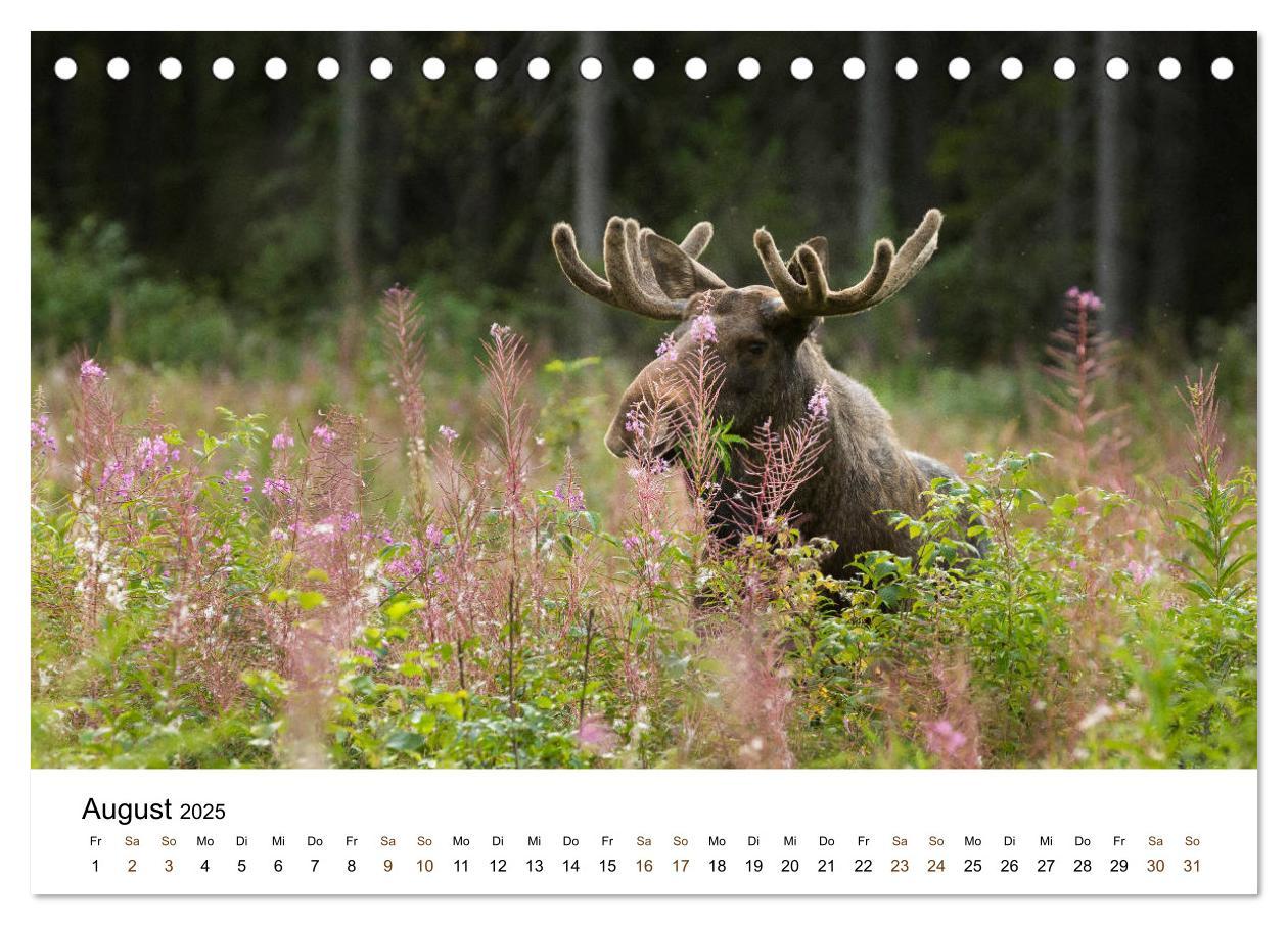 Bild: 9783435353507 | Finnland: eine tierische Entdeckungsreise (Tischkalender 2025 DIN...