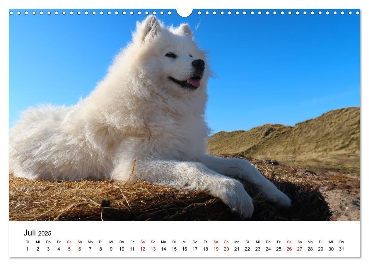 Bild: 9783435016099 | Ein Samojede am Meer (Wandkalender 2025 DIN A3 quer), CALVENDO...