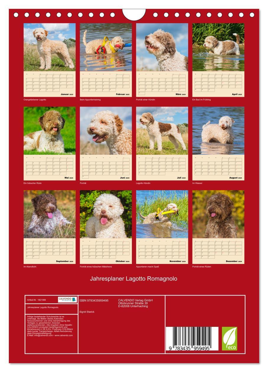 Bild: 9783435959495 | Jahresplaner Lagotto Romagnolo (Wandkalender 2025 DIN A4 hoch),...