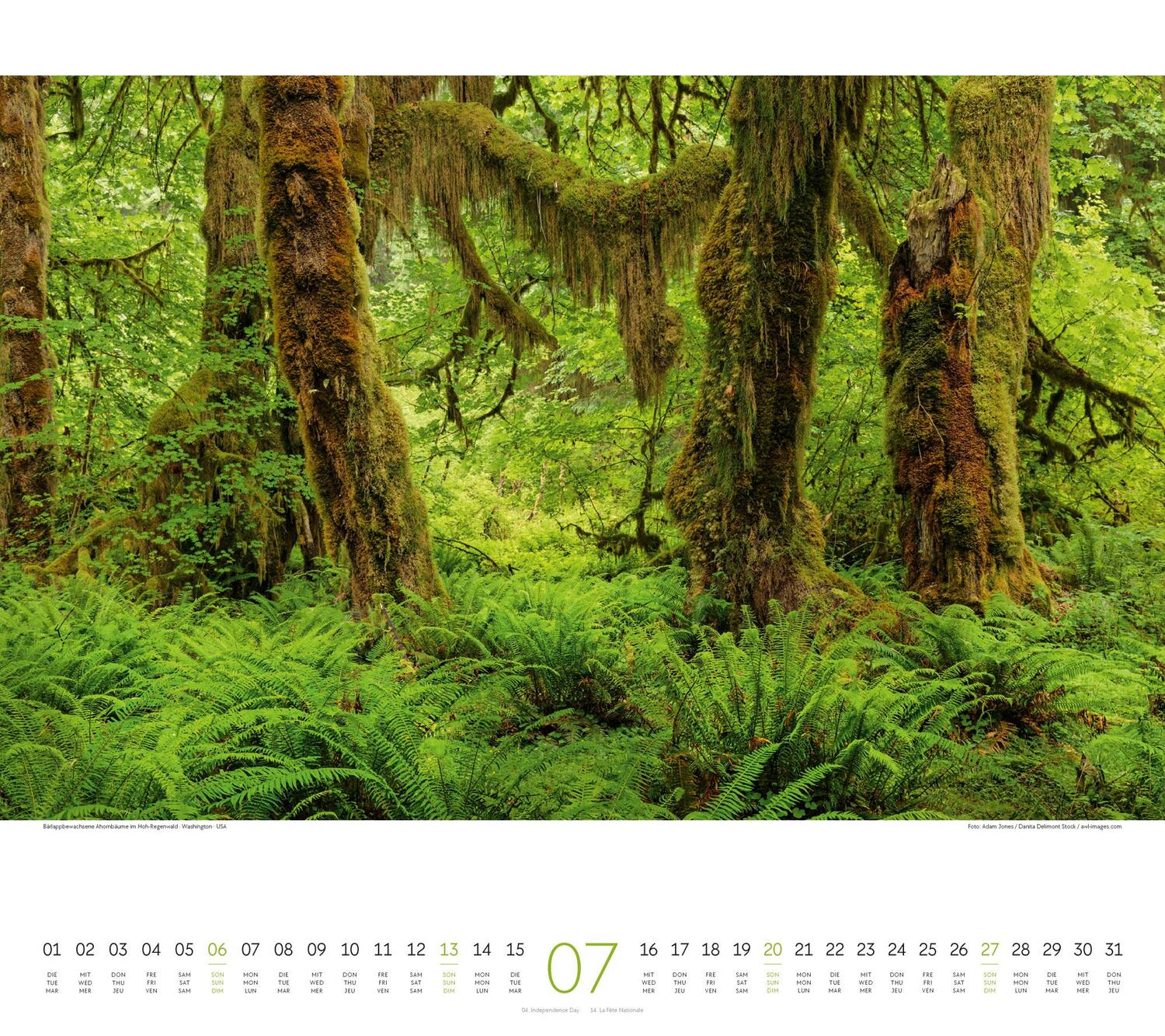 Bild: 9783838425221 | Wald Kalender 2025 | Ackermann Kunstverlag | Kalender | Spiralbindung