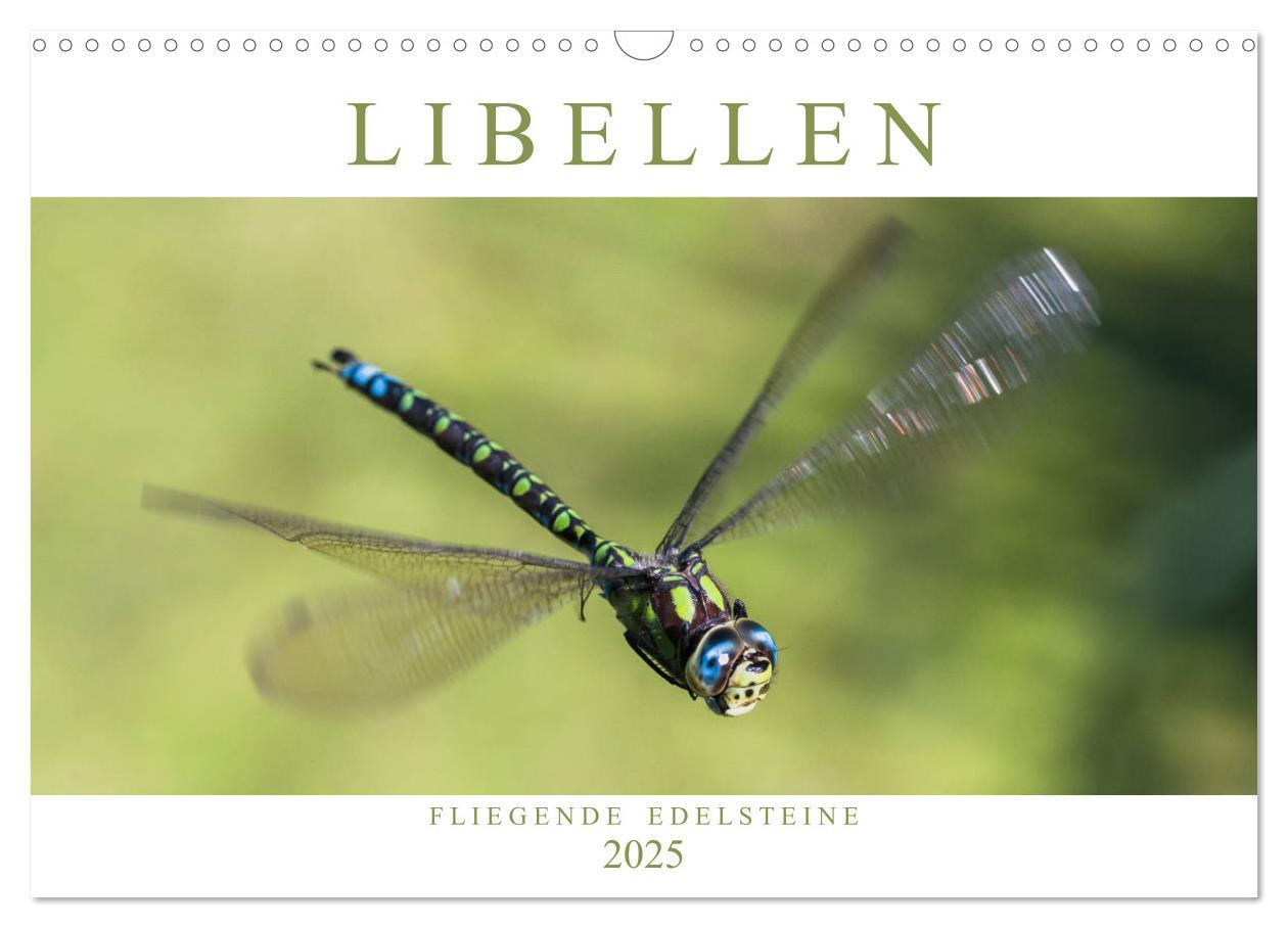 Cover: 9783435717552 | Libellen - Fliegende Edelsteine (Wandkalender 2025 DIN A3 quer),...