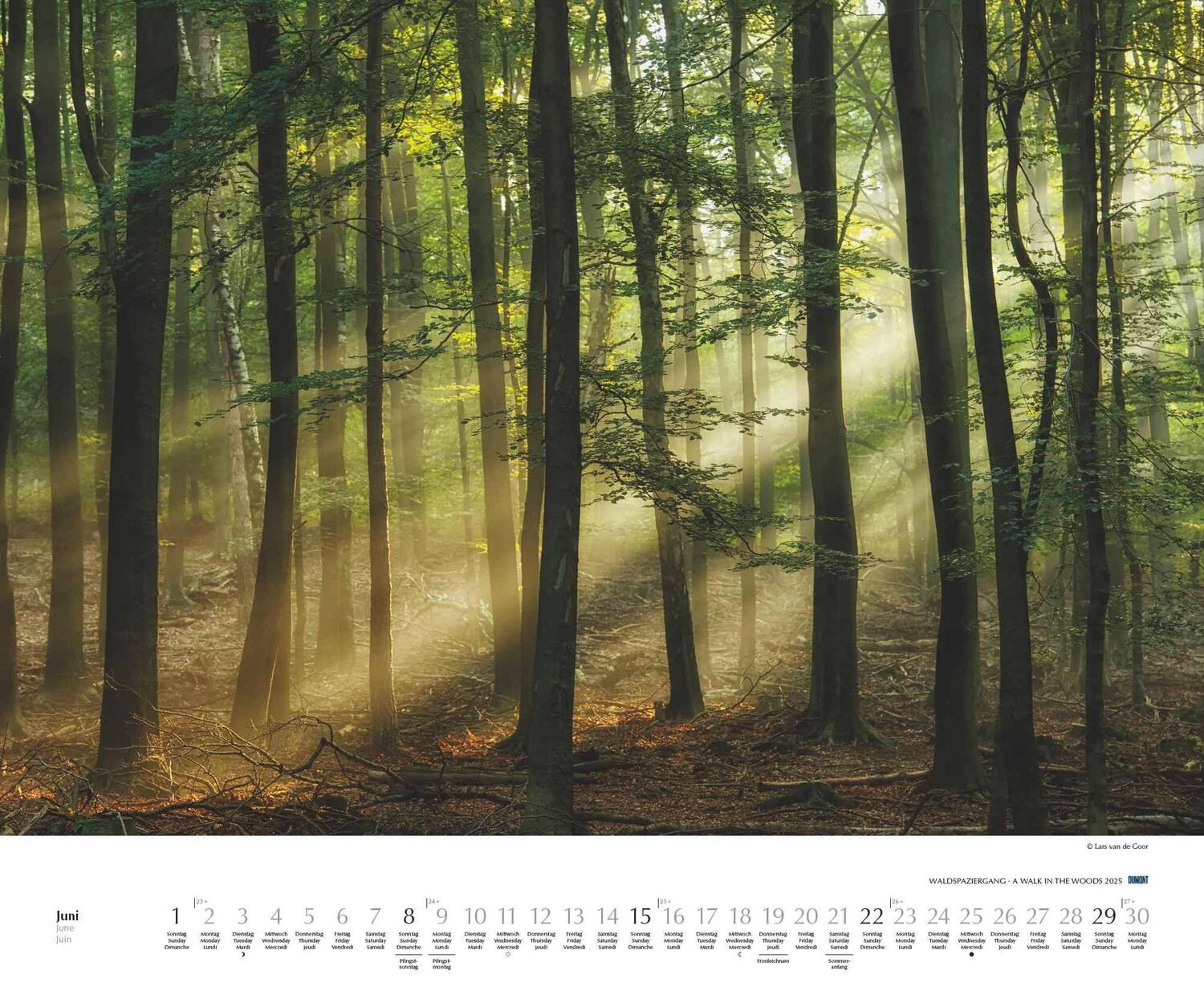 Bild: 4250809653426 | Waldspaziergang 2025 - Fotokunst-Kalender - Querformat 60 x 50 cm -...