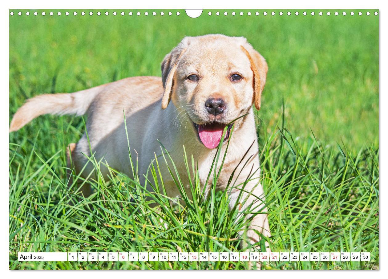 Bild: 9783435211258 | Labrador Retriever Welpen - Kleine Weltentdecker (Wandkalender 2025...