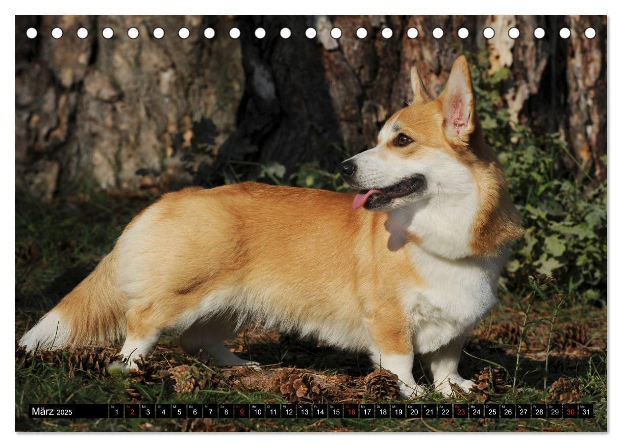 Bild: 9783435669868 | Welsh Corgi - Kobold auf 4 Pfoten (Tischkalender 2025 DIN A5 quer),...