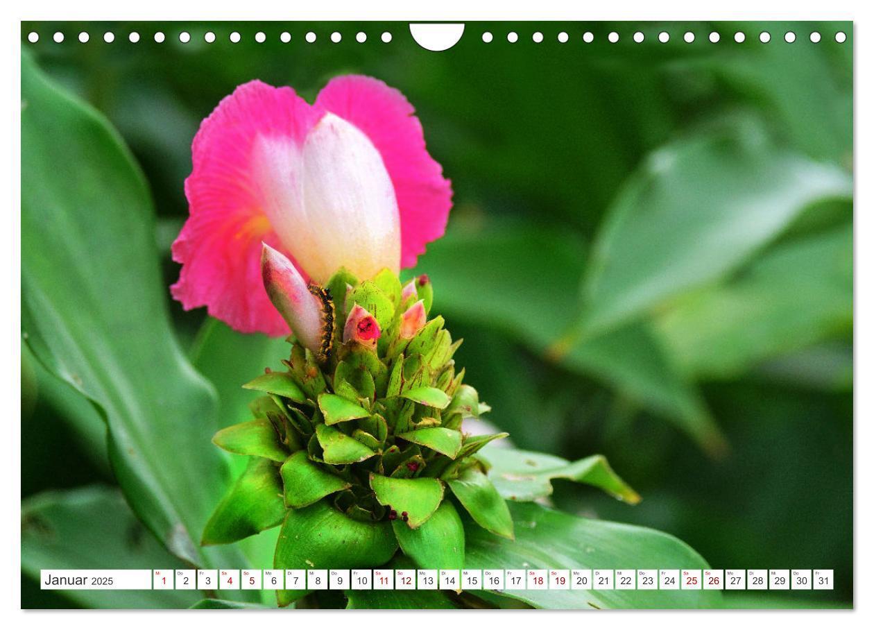 Bild: 9783435052356 | Asiatische Blumenpracht (Wandkalender 2025 DIN A4 quer), CALVENDO...